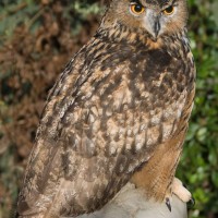European Eagle Owl